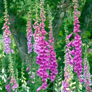 6 Foxglove Plants, Foxglove Seedlings, Foxglove Plants Live, Foxglove Perennial Plants