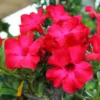Adenium Plant Live, Desert Rose Plant, Desert Rose Plant Live In 4 Inches Flower Pot, Succulent Plant Live Outdoor