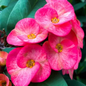 Euphorbia Milii Plant Live, Crown Of Thorns Plant, Cactus Plant Live In 4 Inches Pot, Live Flowers Plant