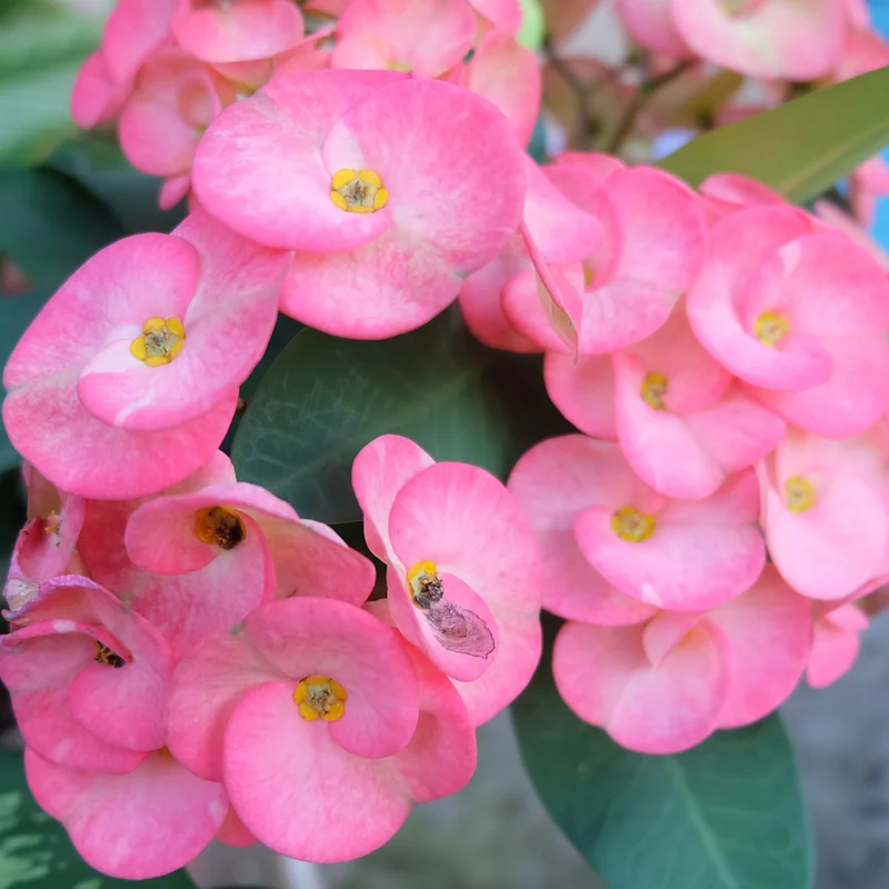 Pink Crown Of Thorns Plant