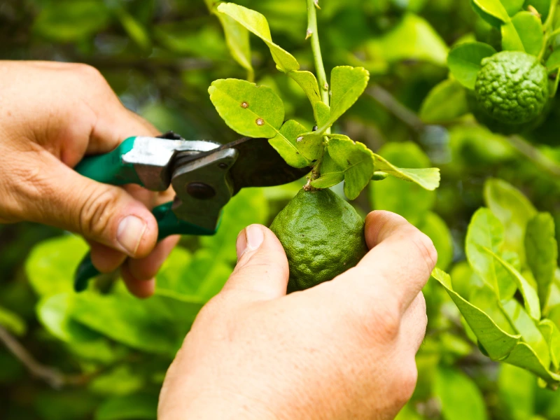 Regular pruning helps keep your Kaffir lime tree compact and manageable.