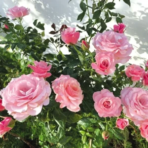 Rose Climbing Bushes Plants Live, Fragrant and Well-rooted, Starter 7 to 12 Inc Tall, No Leaf, Rose Plants Live, Climbing Rose for Growing Outdoor, Year-round Planting
