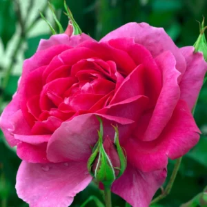 Rose Climbing Bushes Plants Live, Fragrant and Well-rooted, Starter 7 to 12 Inc Tall, No Leaf, Rose Plants Live, Climbing Rose for Growing Outdoor, Year-round Planting