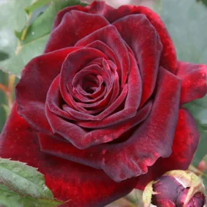 Rose Climbing Bushes Plants Live, Fragrant and Well-rooted, Starter 7 to 12 Inc Tall, No Leaf, Rose Plants Live, Climbing Rose for Growing Outdoor, Year-round Planting