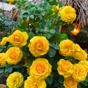 Rose Climbing Bushes Plants Live, Fragrant and Well-rooted, Starter 7 to 12 Inc Tall, No Leaf, Rose Plants Live, Climbing Rose for Growing Outdoor, Year-round Planting