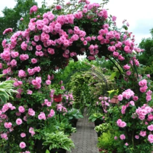 Rose Climbing Bushes Plants Live, Fragrant and Well-rooted, Starter 7 to 12 Inc Tall, No Leaf, Rose Plants Live, Climbing Rose for Growing Outdoor, Year-round Planting