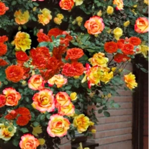 Rose Climbing Bushes Plants Live, Fragrant and Well-rooted, Starter 7 to 12 Inc Tall, No Leaf, Rose Plants Live, Climbing Rose for Growing Outdoor, Year-round Planting