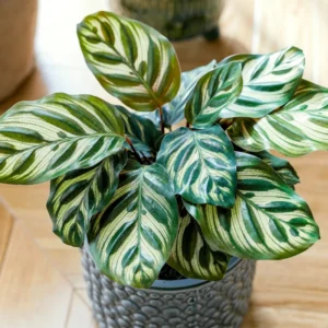Calathea Makoyana Plant Live, Live Calathea Houseplant Potted, Calathea Plant 4 Inches, 6 to 8 Inches Height, Ornamental Live Plant