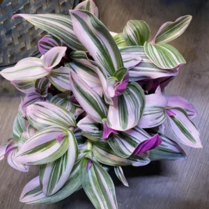 Pink Wandering Jew Live Plant, Tradescantia, Wandering Jew Plant Live Houseplants, Pink Tradescantia Nanouk 4 Inches Pot
