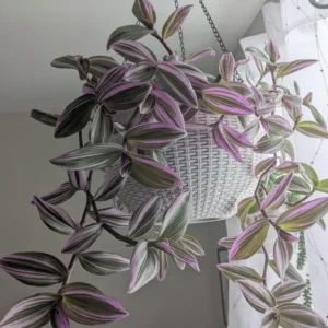 Pink Wandering Jew Live Plant, Tradescantia, Wandering Jew Plant Live Houseplants, Pink Tradescantia Nanouk 4 Inches Pot