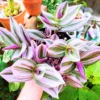 Wandering Jew Plant, Tradescantia Nanouk, Wandering Jew Live Plant Outdoor, Nanouk Pink Tradescantia 4 Inches Potted