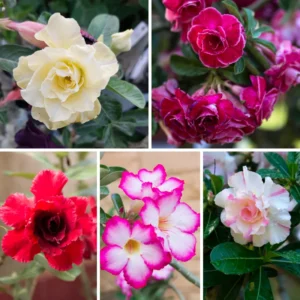 3 Desert Rose Plant Live, Mixed Desert Rose Flowers Plants From 3 to 4 Inches Tall, Live Succulents Plants