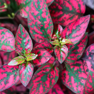 6 Polka Dot Plants, Red Hypoestes Plants, Hypoestes Phyllostachya Live Plants, Polka Dot Plants Live Indoor, House Plants Live