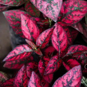6 Polka Dot Plants, Red Hypoestes Plants, Hypoestes Phyllostachya Live Plants, Polka Dot Plants Live Indoor, House Plants Live
