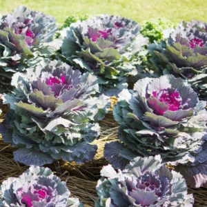 Ornamental Cabbage Plant, Ornamental Kale Flowering Plant, Giant Cabbage Flower Plant Oudoor, Cabbage Plant Live For Planting In Pot To Plant In Garden
