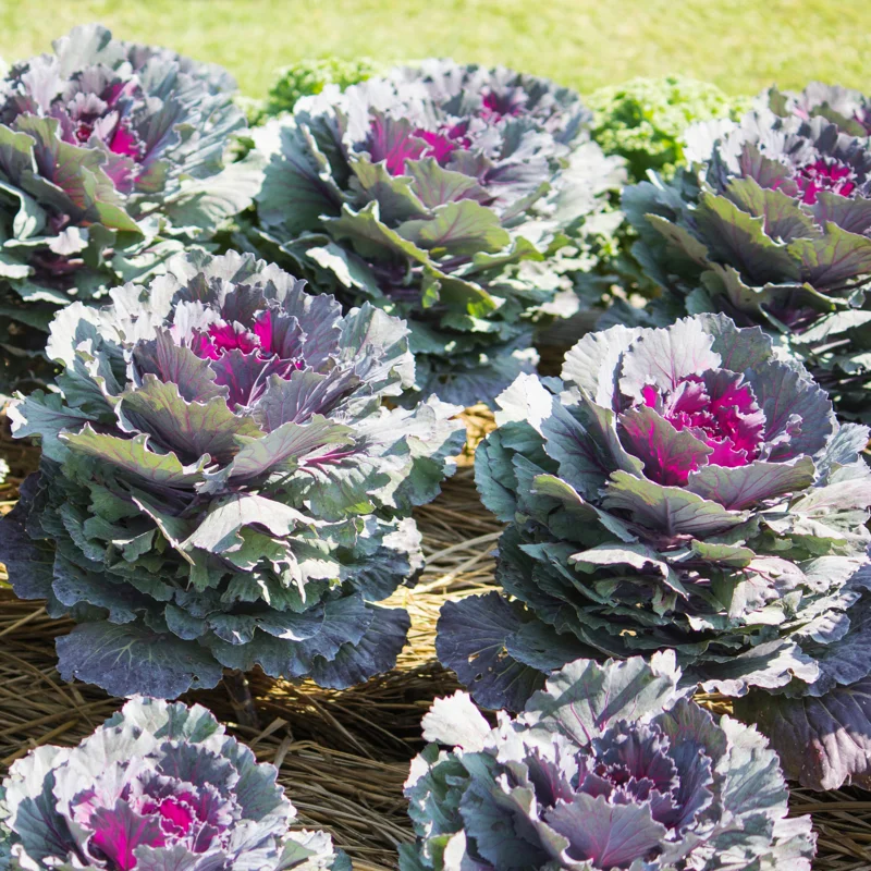 Ornamental Cabbage Plant, Ornamental Kale Flowering Plant, Giant Cabbage Flower Plant Oudoor, Cabbage Plant Live For Planting In Pot To Plant In Garden