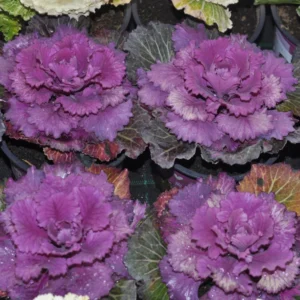 Ornamental Cabbage, Live Cabbage Plant, Giant Ornamental Kale Flowering, Ornamental Cabbage Plant 4 Inches Potted