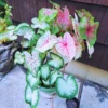 2 Caladium Bulbs, Giant Caladium Bulbs, Caladium, Ornament Caladium Bulbs For Planting Indoor, Outdoor Plant
