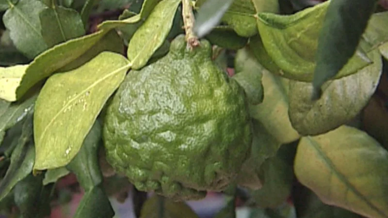 Common Issues with Growing Kaffir Lime Indoors