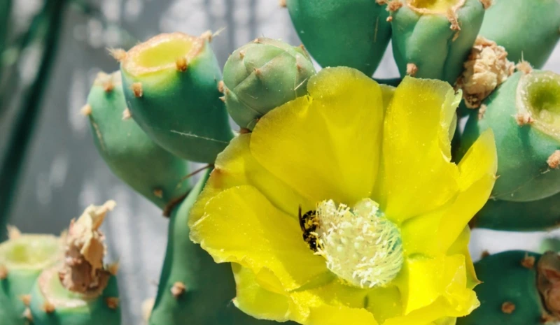 Growing Spineless Prickly Pear Cactus