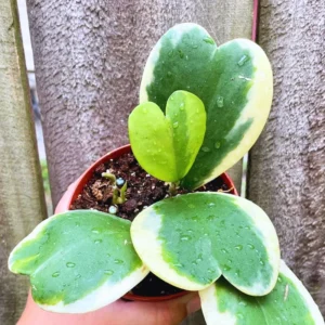 Hoya Kerrii, Hoya Kerrii Plant Variegated 2 Inches Pot, Hoya Kerrii Plant Live Houseplants, Trailing Hoya Kerrii Heart