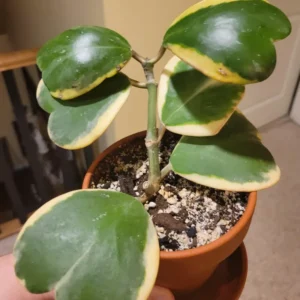 Hoya Kerrii, Hoya Kerrii Plant Variegated 2 Inches Pot, Hoya Kerrii Plant Live Houseplants, Trailing Hoya Kerrii Heart