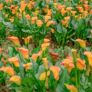 Calla Lily Bulbs, Calla Lilies Flowers Bulbs, Calla Lilies Live Bulbs, Flower Bulbs For Spring Planting