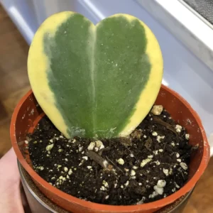 Hoya Kerrii Heart Plant Live, Hoya Kerrii Plant Live, Variegated Hoya Kerrii, Hoya Live Plant, Hoya Plant