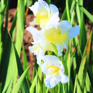 10 Gladiolus bulbs, Gladiolus Flowers Bulbs, Hardy Gladiolus Bulbs, Giant Gladiolus Bulbs For Planting In Spring