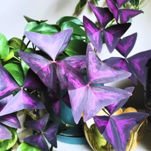 10 Oxalis Triangularis Bulbs, Oxalis Bulbs, Shamrock Bulbs, House Plant Indoors Live