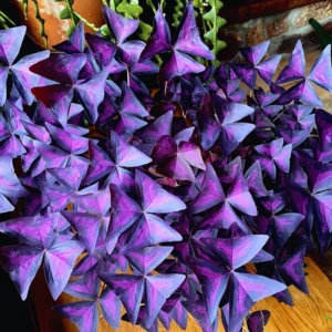 10 Oxalis Triangularis Bulbs, Oxalis Bulbs, Shamrock Bulbs, House Plant Indoors Live