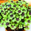 Oxalis Triangularis Live Plant, Rare Live House Plant, Oxalis Plant 3.5 Inches Pot, Shamrock Oxalis Plant