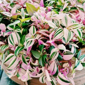 Wandering Jew Plant, Tradescantia Plant Live 2.5 Inches Pot, Rare Tradescantia Zebrina Plant, Houseplant, Foliage Plant, Vine Plant Live