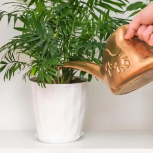 2 Live Parlor Palm Tree Plant Potted, Chamaedorea Elegans Palm in 2 Inc Pot , Houseplant Neanthe Bella Palm Tree Plant, Live House Plants Indoors