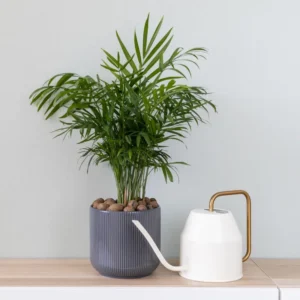 2 Live Parlor Palm Tree Plant Potted, Chamaedorea Elegans Palm in 2 Inc Pot , Houseplant Neanthe Bella Palm Tree Plant, Live House Plants Indoors