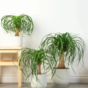 Pony Tail Palm Live Plant, Beaucarnea Multi Palm in 2 Inc Tall Potted, Houseplant Beaucarnea Recurvata