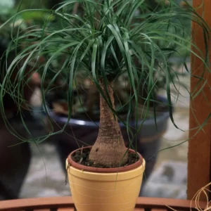 Ponytail Palm Plants 12 to 16 Inc Tall, Bonsai Palm Live Tree in 4 Inc Tall Potted, Houseplant Beaucarnea Recurvata, Easy to Grow Live Indoor Plant in Indoors Garden