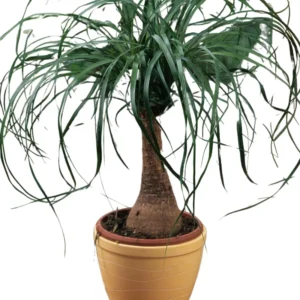 Live Ponytail Palm Plants Bonsai, 12 to 16 Inc Tall in 4 Inc Tall Potted, Houseplant Beaucarnea Recurvata, Easy to Grow Live Palm Indoor Outdoor Gardening