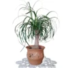 Set 2 Ponytail Palm Trees Live Plants, 12 to 16 Inc Tall, Bonsai Palm Live Tree in 4 Inc Tall Potted, Houseplant Beaucarnea Recurvata, Easy to Grow Live Indoor Plant in Indoors Garden