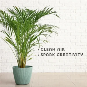 Parlor Palm Tree Live Plant, Chamaedorea Elegans Palm in 2 Inc Tall Potted, Houseplant Neanthe Bella Palm Tree Plant, Live House Plants Indoors