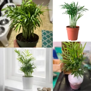 Parlor Palm Tree Live Plant, Chamaedorea Elegans Palm in 2 Inc Tall Potted, Houseplant Neanthe Bella Palm Tree Plant, Live House Plants Indoors