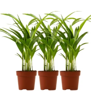 Parlor Palm Tree Live Plant, Chamaedorea Elegans Palm in 2 Inc Tall Potted, Houseplant Neanthe Bella Palm Tree Plant, Live House Plants Indoors