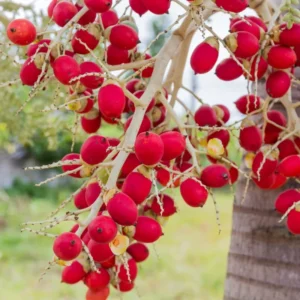 Parlor Palm Tree Live Plant, Chamaedorea Elegans Palm in 2 Inc Tall Potted, Houseplant Neanthe Bella Palm Tree Plant, Live House Plants Indoors