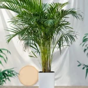Parlor Palm Tree Live Plant, Chamaedorea Elegans Palm in 2 Inc Tall Potted, Houseplant Neanthe Bella Palm Tree Plant, Live House Plants Indoors