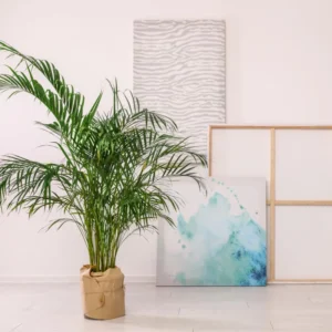 Parlor Palm Tree Live Plant, Chamaedorea Elegans Palm in 2 Inc Tall Potted, Houseplant Neanthe Bella Palm Tree Plant, Live House Plants Indoors