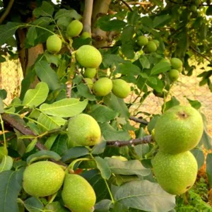 Set of 5 Black Walnut Seedlings, Walnut Trees Live Plants 12 to 18 Inc Tall, Bare Roots, Dormant, 1-Year-Old, Well-Rooted