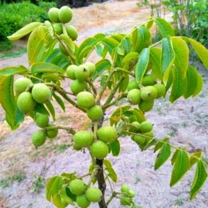 Set of 5 Black Walnut Seedlings, Walnut Trees Live Plants 12 to 18 Inc Tall, Bare Roots, Dormant, 1-Year-Old, Well-Rooted