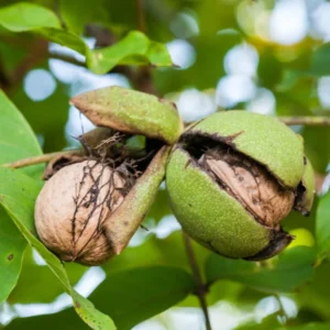 Set of 5 Black Walnut Seedlings, Walnut Trees Live Plants 12 to 18 Inc Tall, Bare Roots, Dormant, 1-Year-Old, Well-Rooted