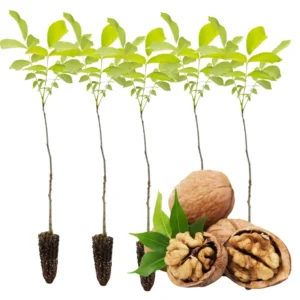Set of 5 Black Walnut Seedlings, Walnut Trees Live Plants 12 to 18 Inc Tall, Bare Roots, Dormant, 1-Year-Old, Well-Rooted