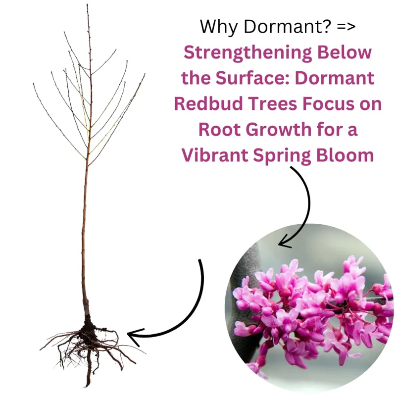 Combo 5 Redbud Trees Seedlings for Planting, 12-18 Inch Dormant, Winter Hardy, Eastern Red Bud Trees Live Plants, Purple Pink Redbud Flower